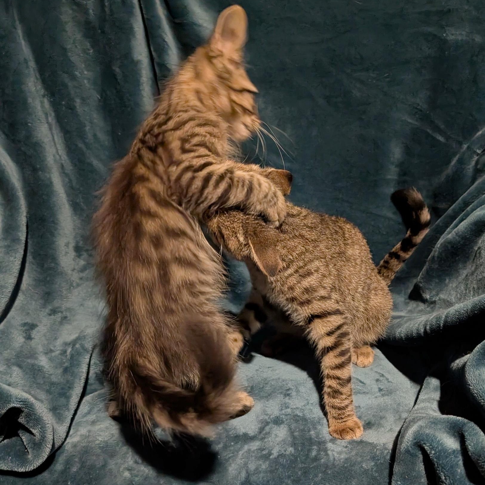 Enlarge Baby Dumbo, a Adoptable Domestic Medium Hair in Fairview Heights, IL image 2/6