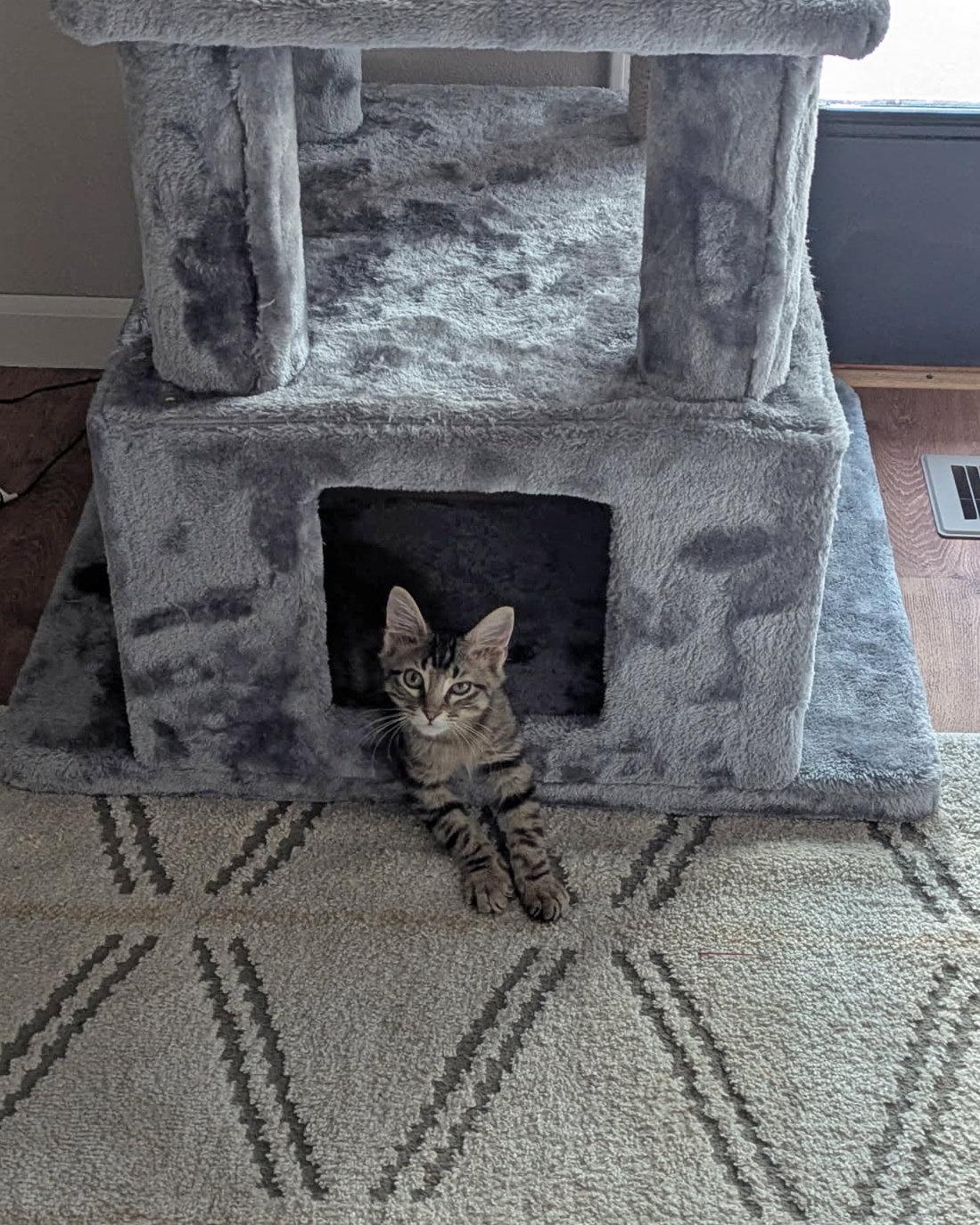 Enlarge Baby Dumbo, a Adoptable Domestic Medium Hair in Fairview Heights, IL image 4/6