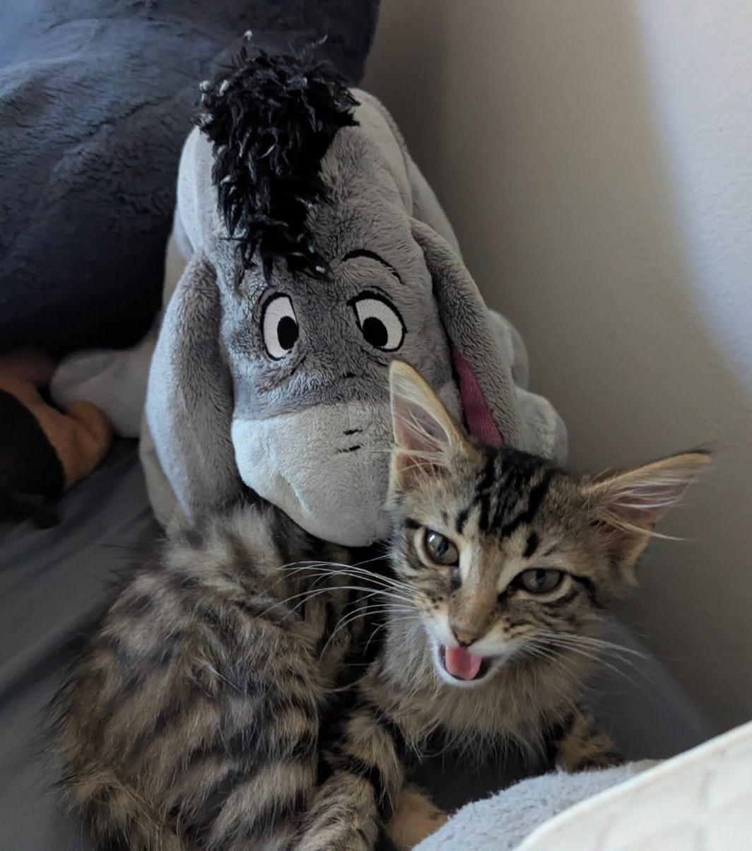 Enlarge Baby Dumbo, a Adoptable Domestic Medium Hair in Fairview Heights, IL image 5/6