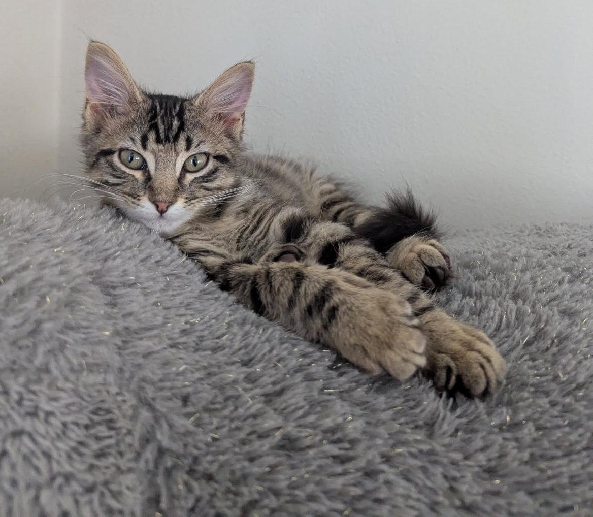 Enlarge Baby Dumbo, a Adoptable Domestic Medium Hair in Fairview Heights, IL image 3/6