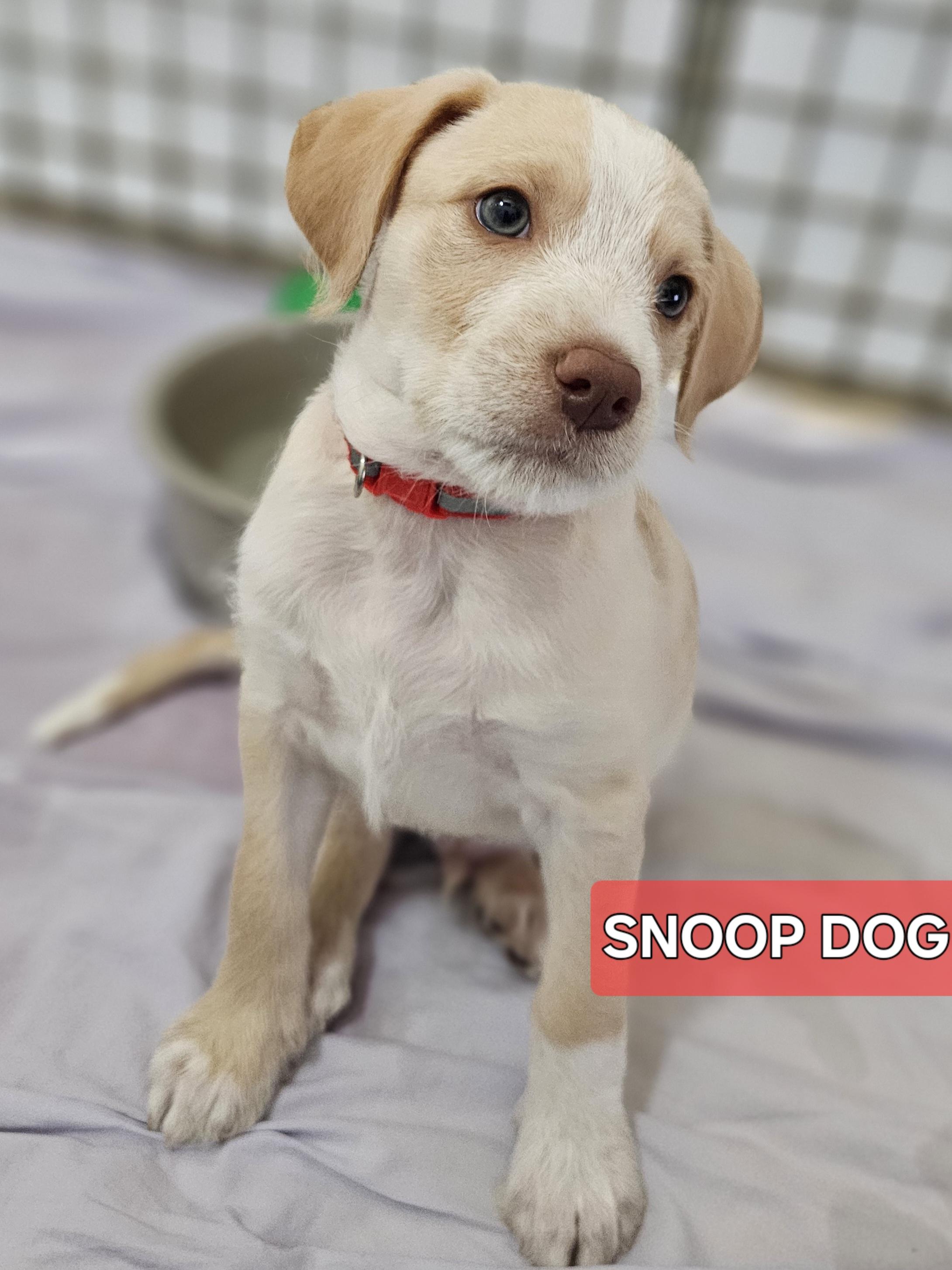 Snoop Dog