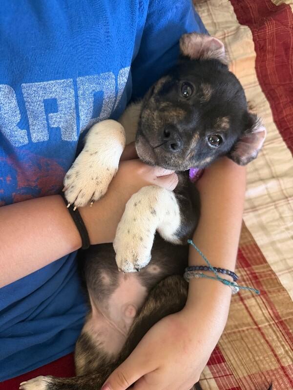 Barkie, Adoptable, Puppy Male Pit Bull Terrier & Mixed Breed.