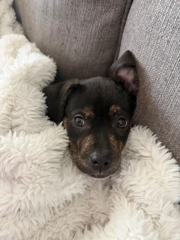 Enlarge Barkie, a Adoptable mixed breed in Fort Collins, CO image 2/4