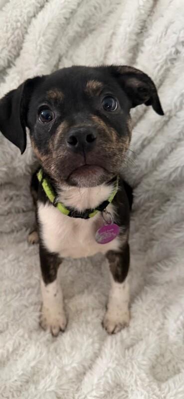 Enlarge Barkie, a Adoptable mixed breed in Fort Collins, CO image 3/4