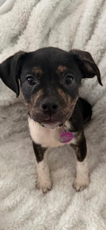 Enlarge Barkie, a Adoptable mixed breed in Fort Collins, CO image 4/4