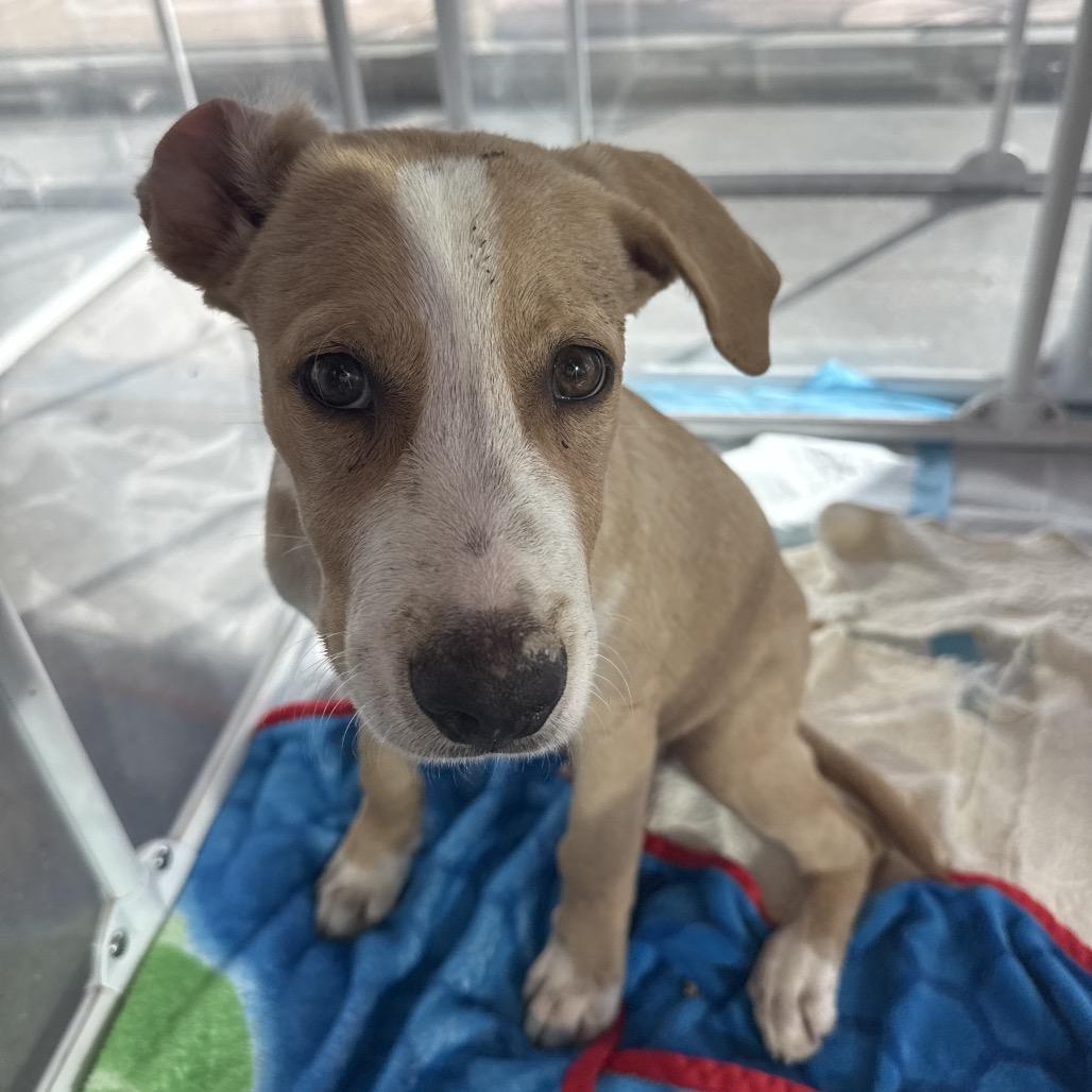 Enlarge Alex Cuba, a Adoptable Mixed Breed in Bentonville, AR image 1/4