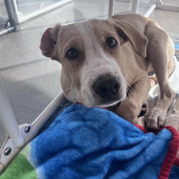 Enlarge Alex Cuba, a Adoptable Mixed Breed in Bentonville, AR image 2/4