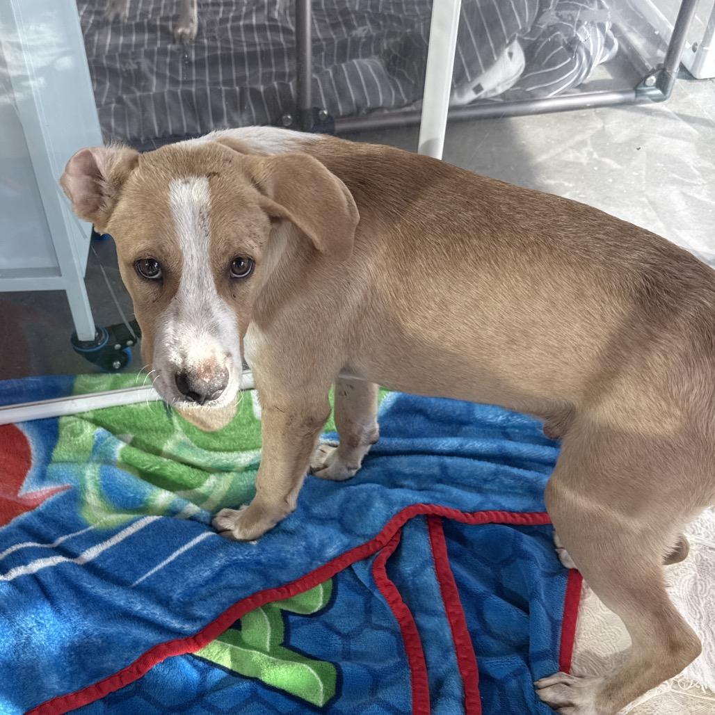 Enlarge Alex Cuba, a Adoptable Mixed Breed in Bentonville, AR image 3/4