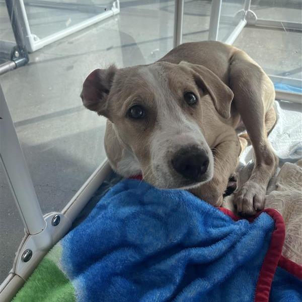 Enlarge Alex Cuba, a Adoptable Mixed Breed in Bentonville, AR image 4/4