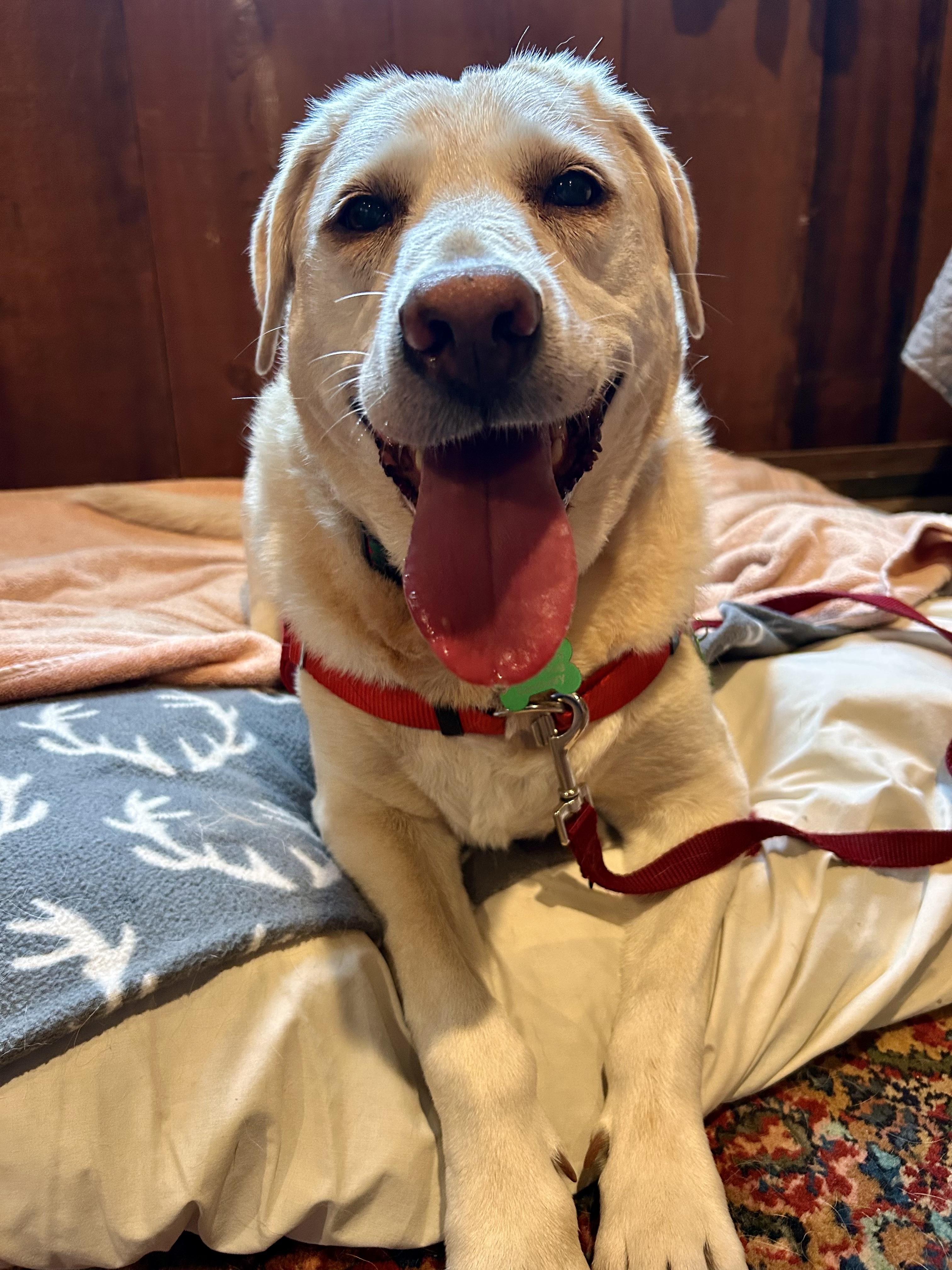 Rosie, Adoptable, Senior Female Yellow Labrador Retriever.