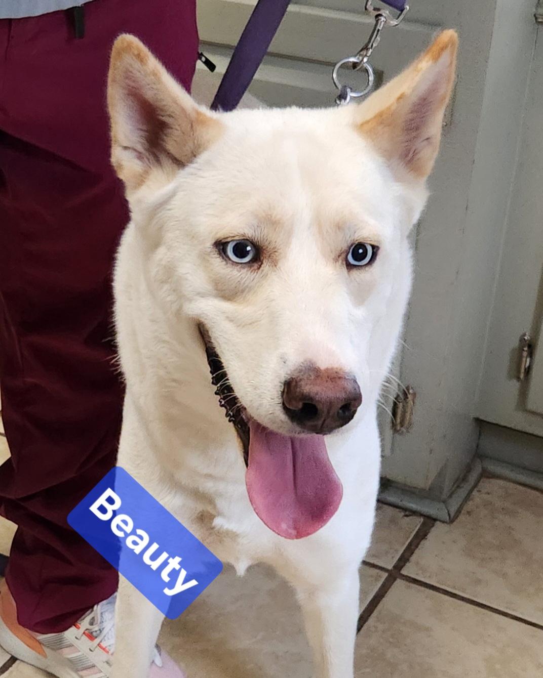 Enlarge Beauty, a Adoptable mixed breed in North Augusta, SC image 1/1