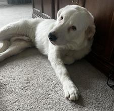 Enlarge Hardy, a Adoptable mixed breed in Acton, ON image 5/5