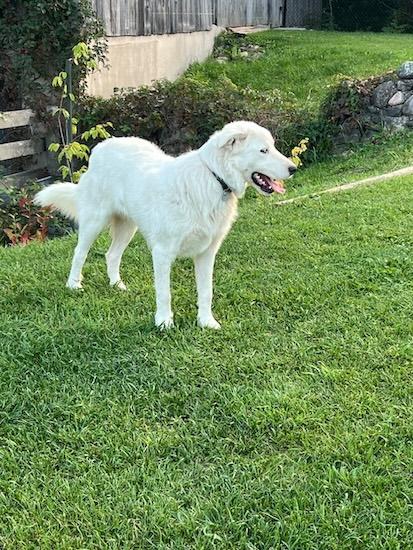 Enlarge Hardy, a Adoptable mixed breed in Acton, ON image 4/5