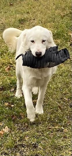 Enlarge Hardy, a Adoptable mixed breed in Acton, ON image 1/5