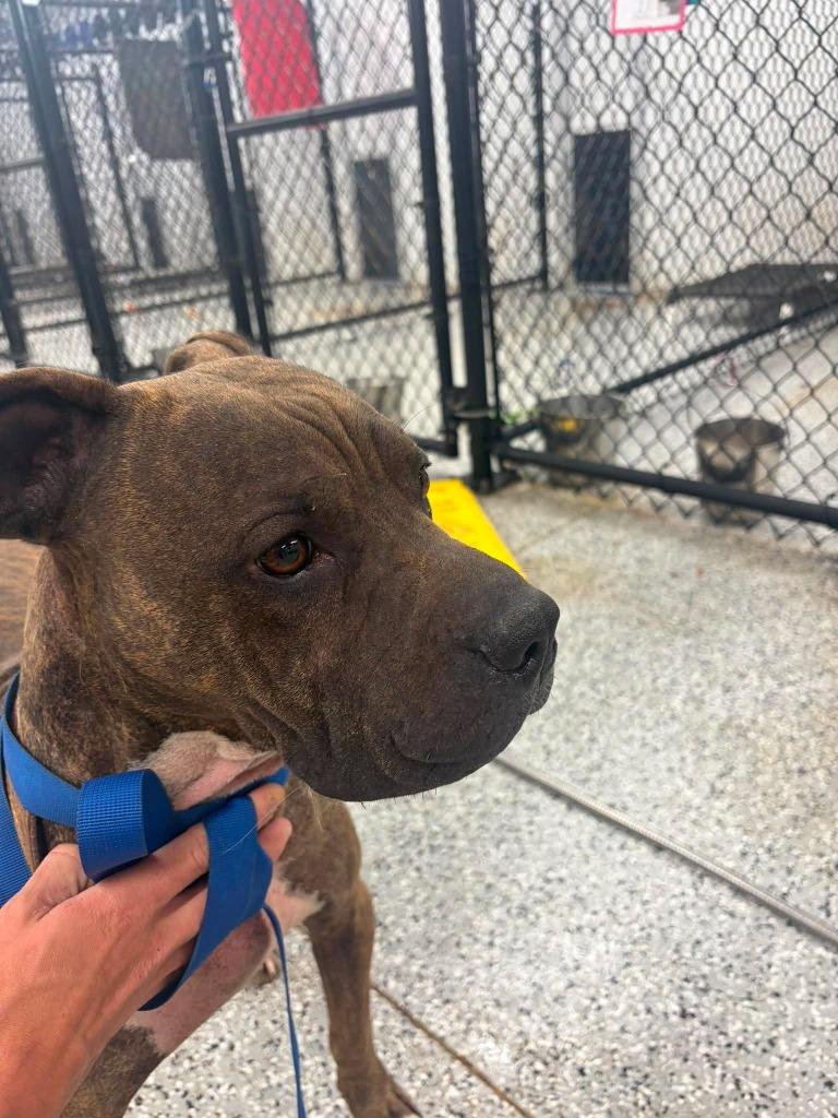 Dexter, Adoptable, Adult Male Pit Bull Terrier & Shar-Pei.