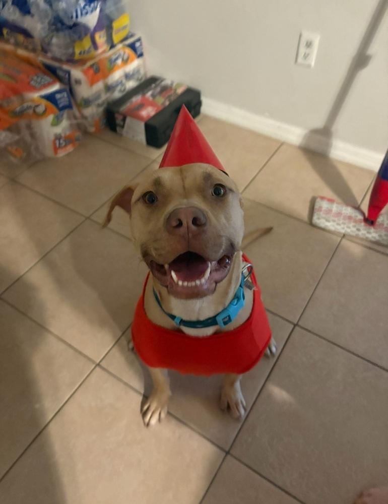 Tater Tot, Adoptable, Adult Female Pit Bull Terrier.