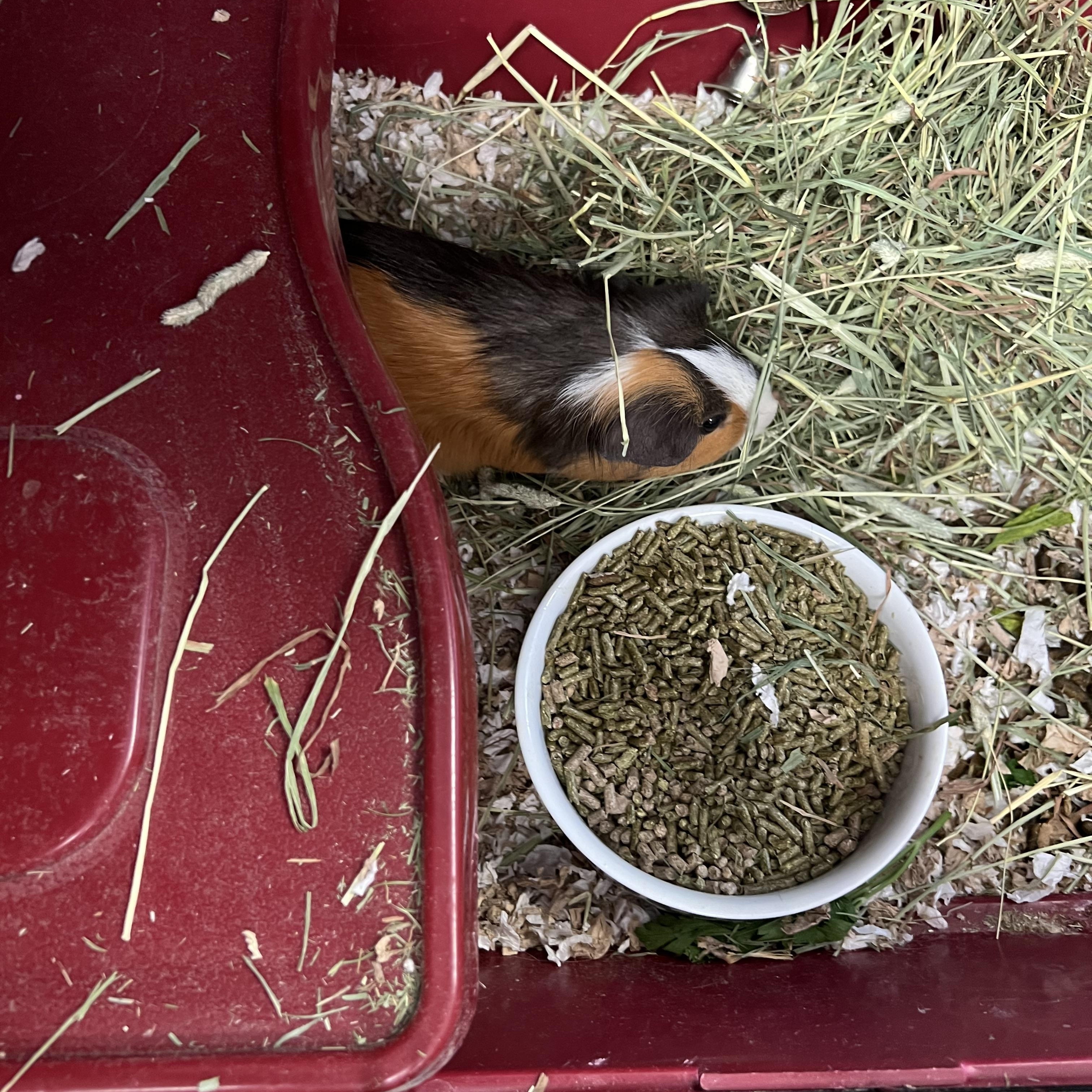 Max, ADOPTABLE, Young Male Guinea Pig & Short-Haired.
