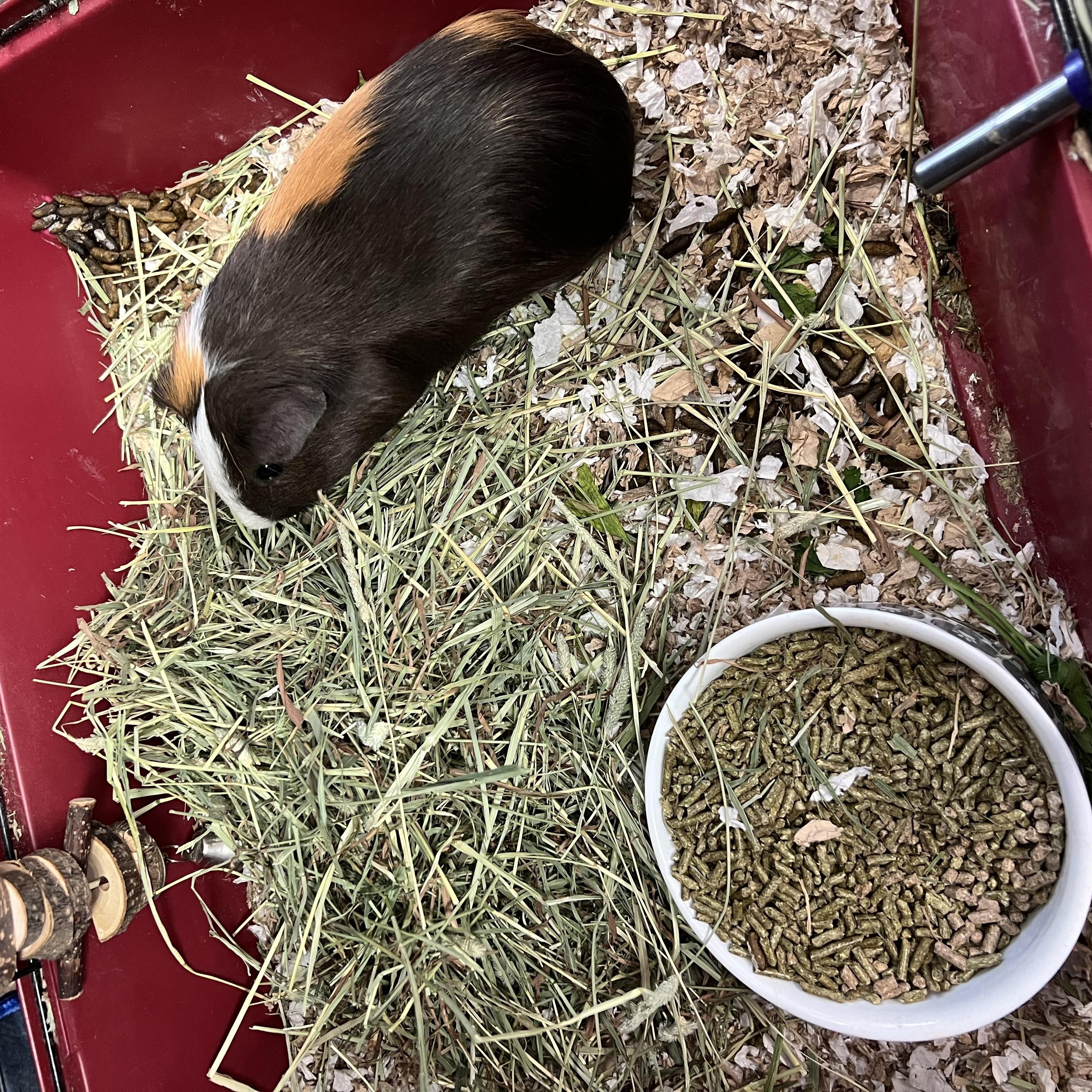 Enlarge Max, a ADOPTABLE mixed breed in Hillsborough, NJ image 4/4