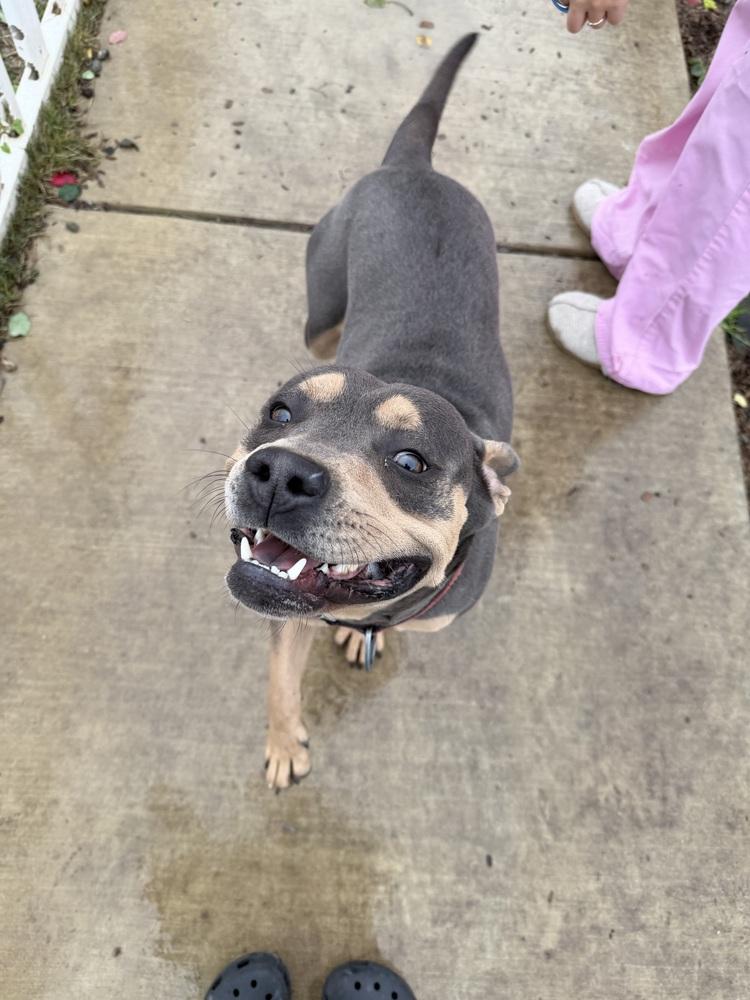 Enlarge Hilton, a Adoptable mixed breed in Stockton, CA image 1/2