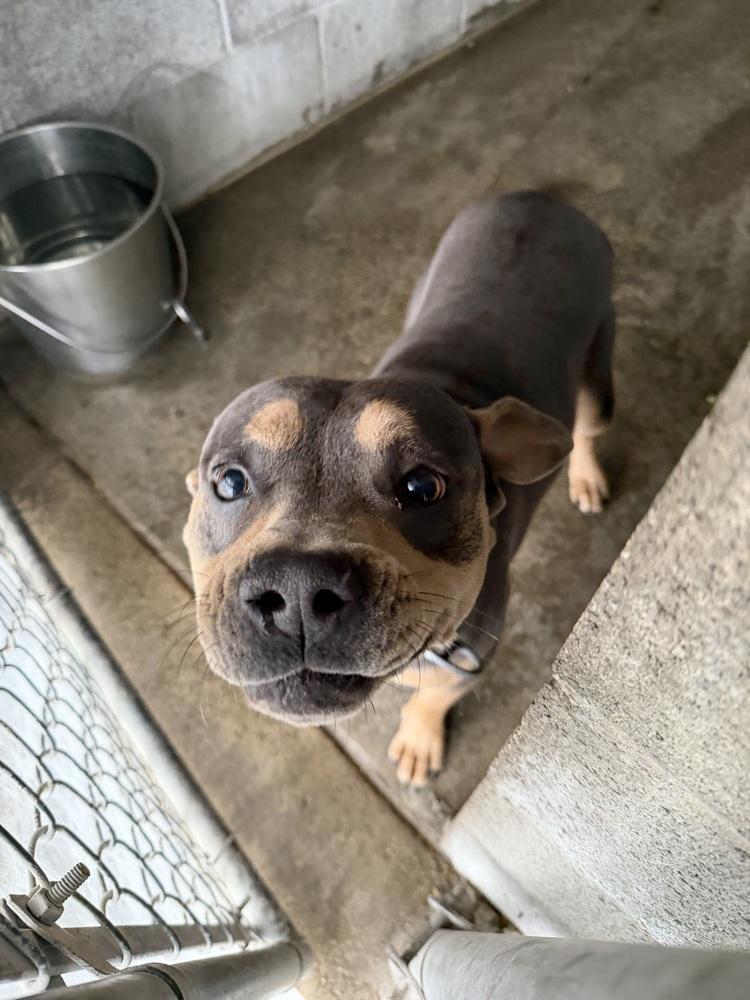 Enlarge Hilton, a Adoptable mixed breed in Stockton, CA image 2/2