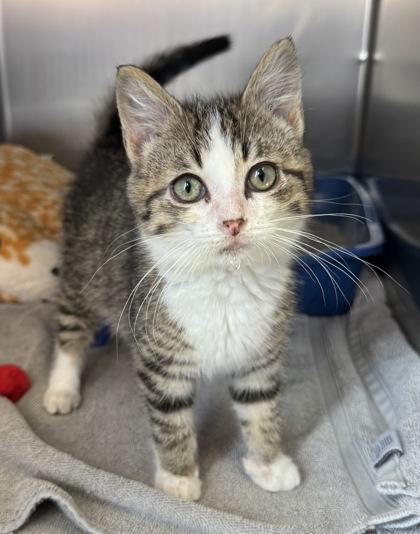 Perks, adopted, Kitten Male Domestic Short Hair & Domestic Short Hair.