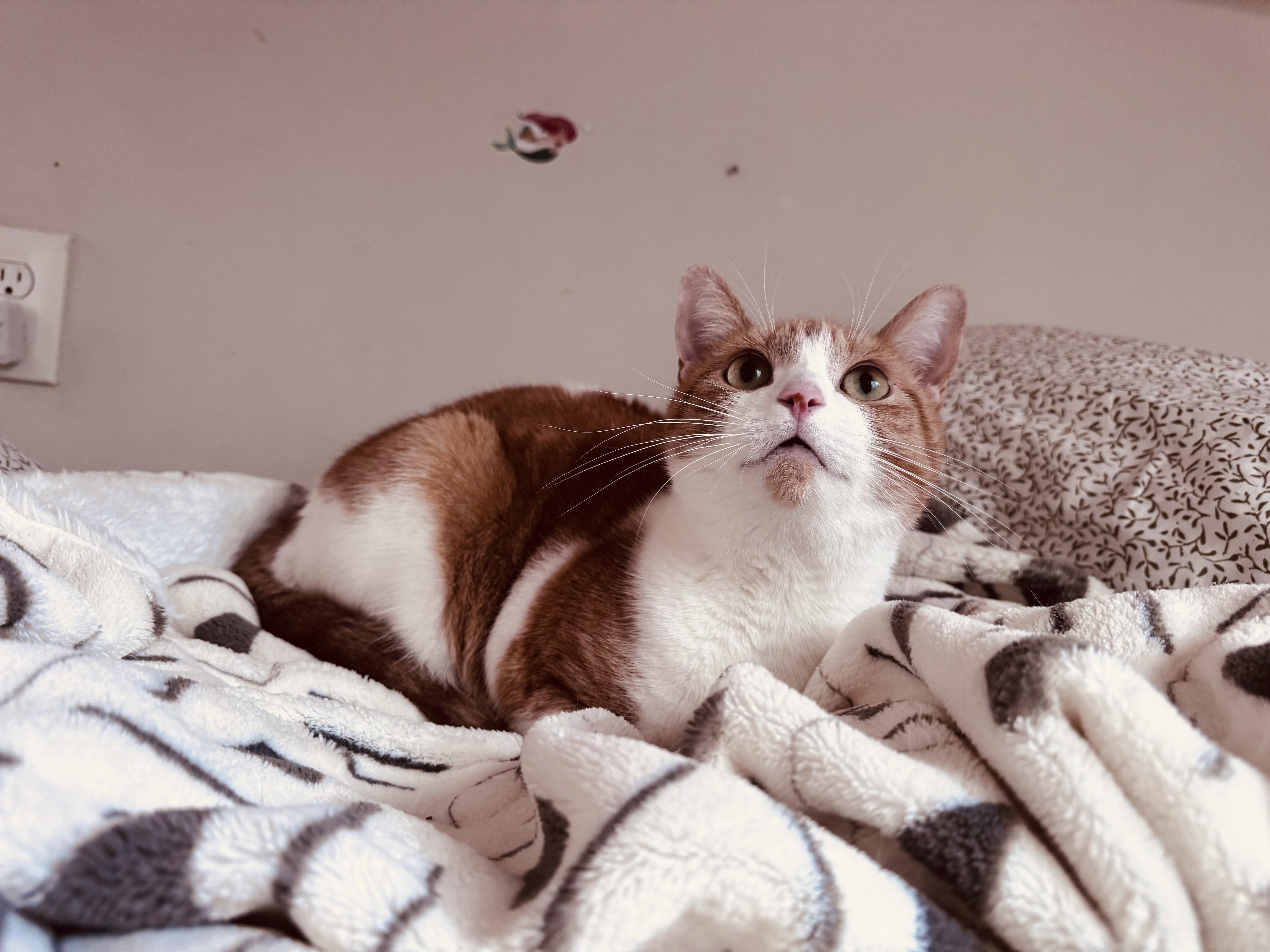 Enlarge Joni, a ADOPTABLE Domestic Short Hair in Philadelphia, PA image 4/4