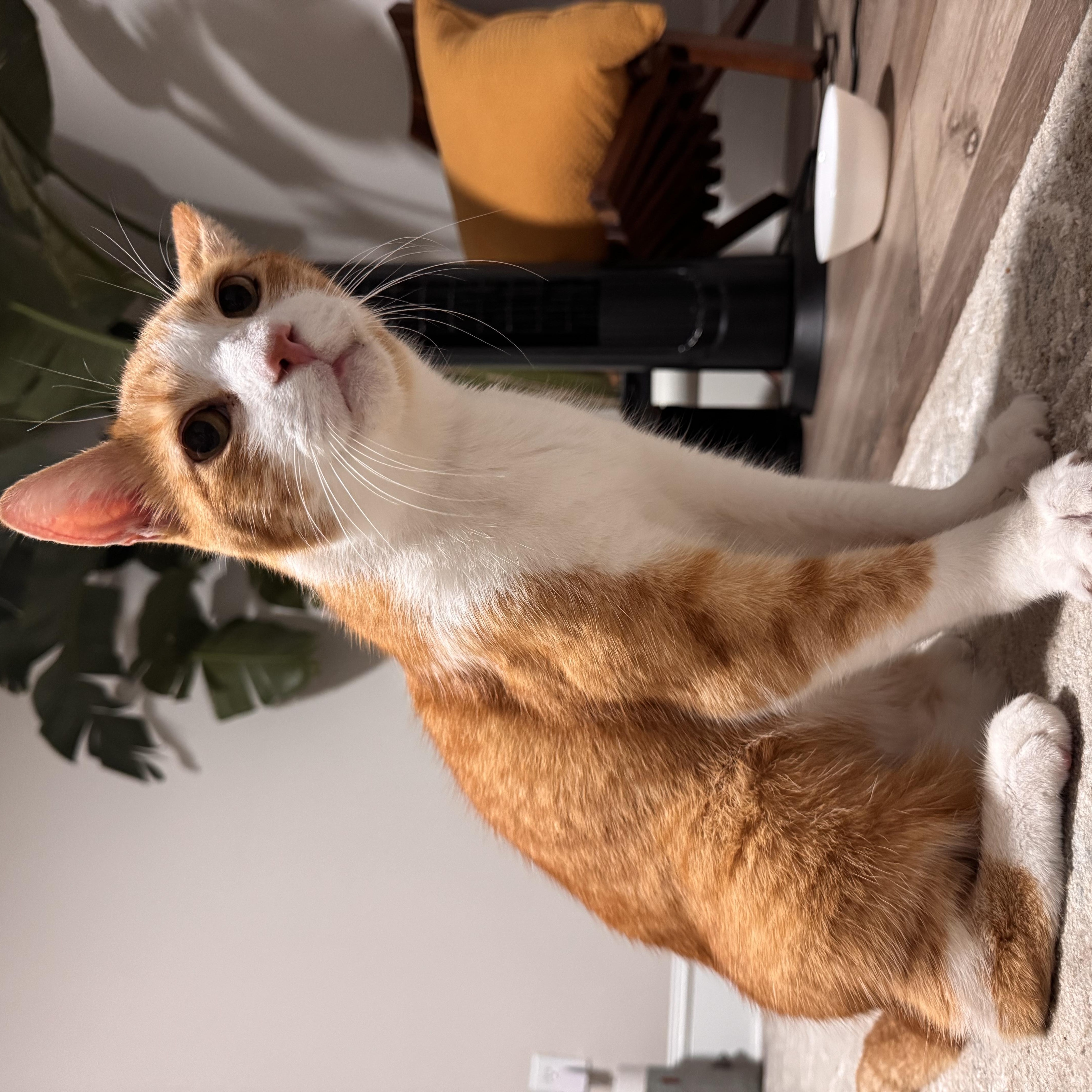 Enlarge Joni, a ADOPTABLE Domestic Short Hair in Philadelphia, PA image 3/4