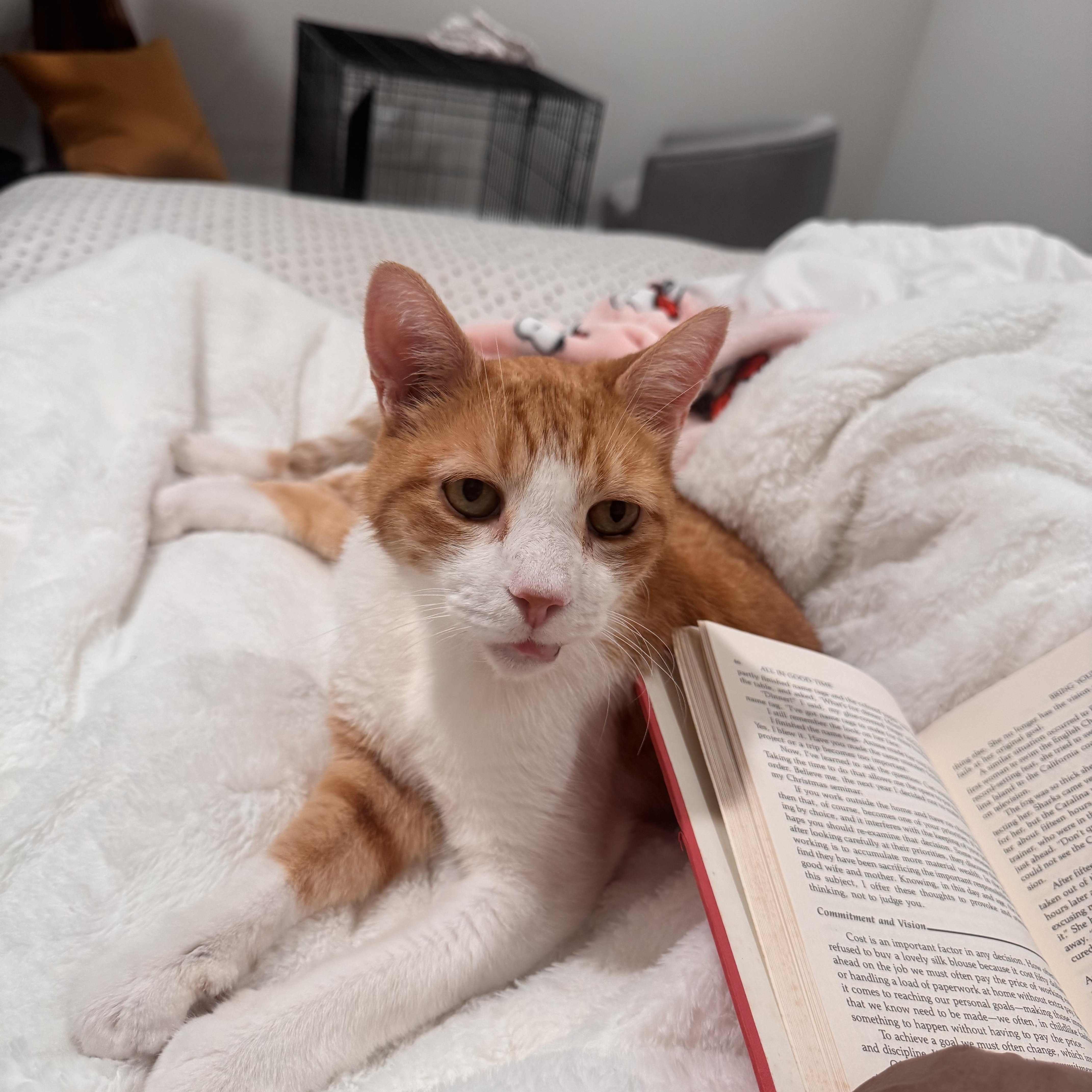 Enlarge Joni, a ADOPTABLE Domestic Short Hair in Philadelphia, PA image 1/4