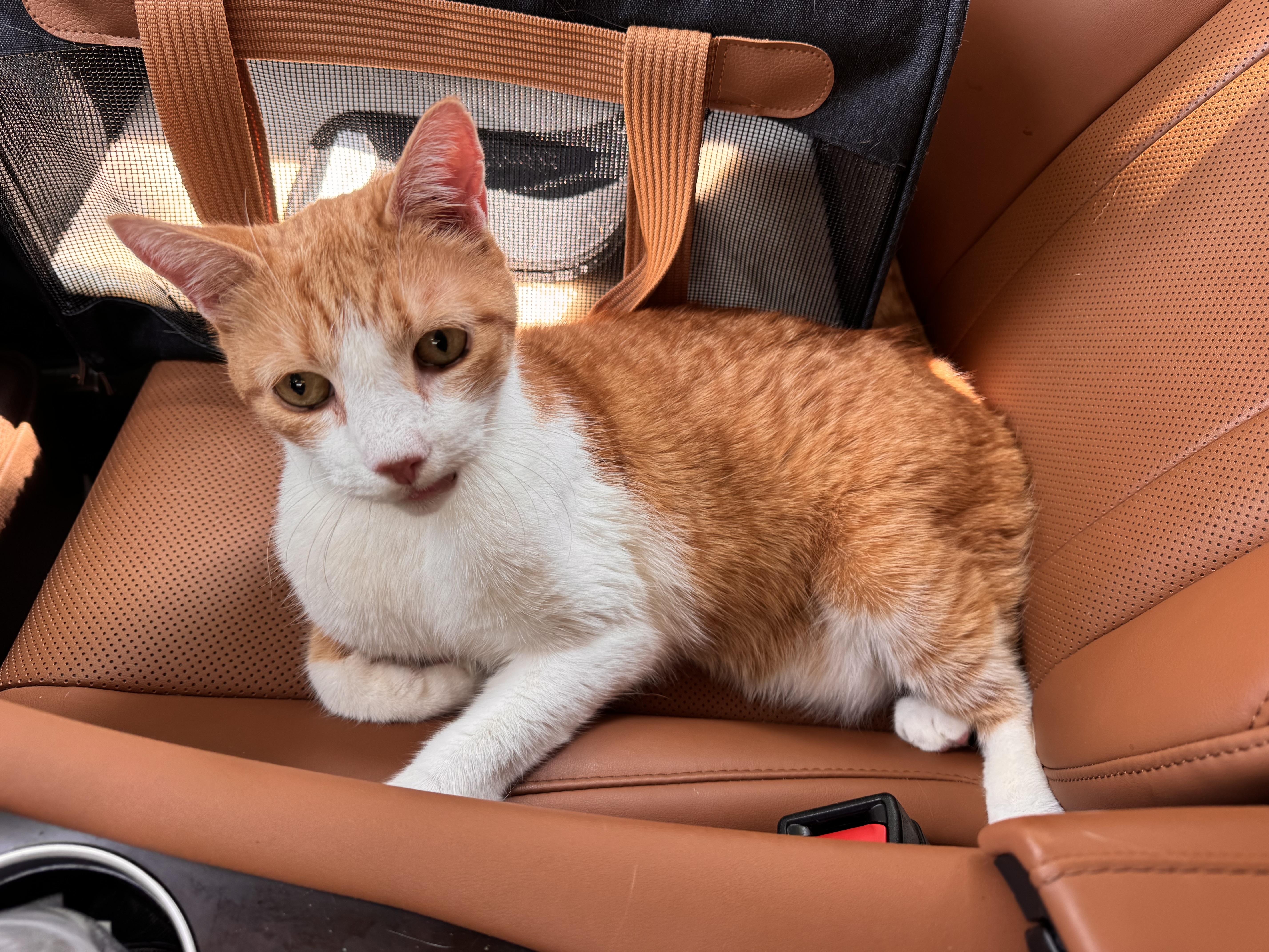 Enlarge Joni, a ADOPTABLE Domestic Short Hair in Philadelphia, PA image 2/4