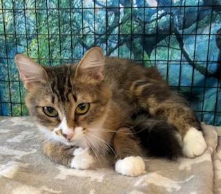 Enlarge Rita, a Adoptable mixed breed in Bow, WA image 4/5