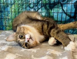 Enlarge Rita, a Adoptable mixed breed in Bow, WA image 5/5