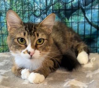 Enlarge Rita, a Adoptable mixed breed in Bow, WA image 3/5