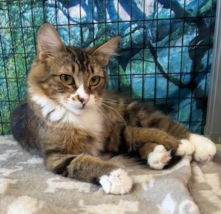 Enlarge Rita, a Adoptable mixed breed in Bow, WA image 1/5