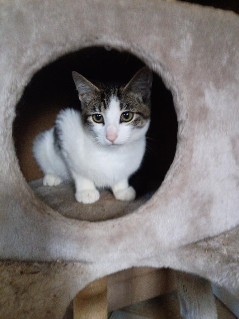 Pebbles, Adoptable, Kitten Female Domestic Short Hair.