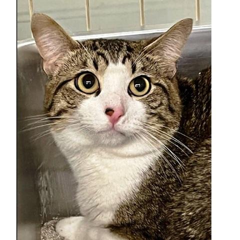 Enlarge Baloo, a ADOPTABLE Tabby in Salt Lake City, UT image 1/3