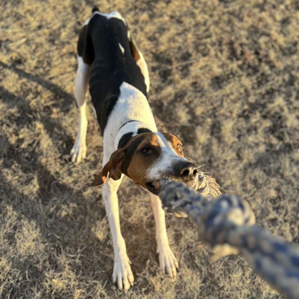 LeRoy, Adoptable, Adult Male Beagle & Treeing Walker Coonhound.