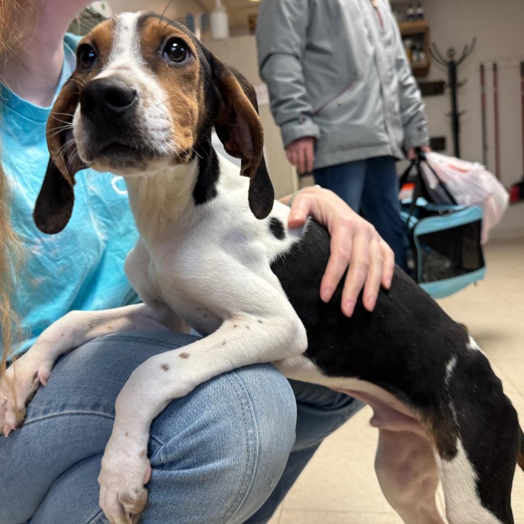 LeRoy, Adoptable, Young Male Beagle & Treeing Walker Coonhound.