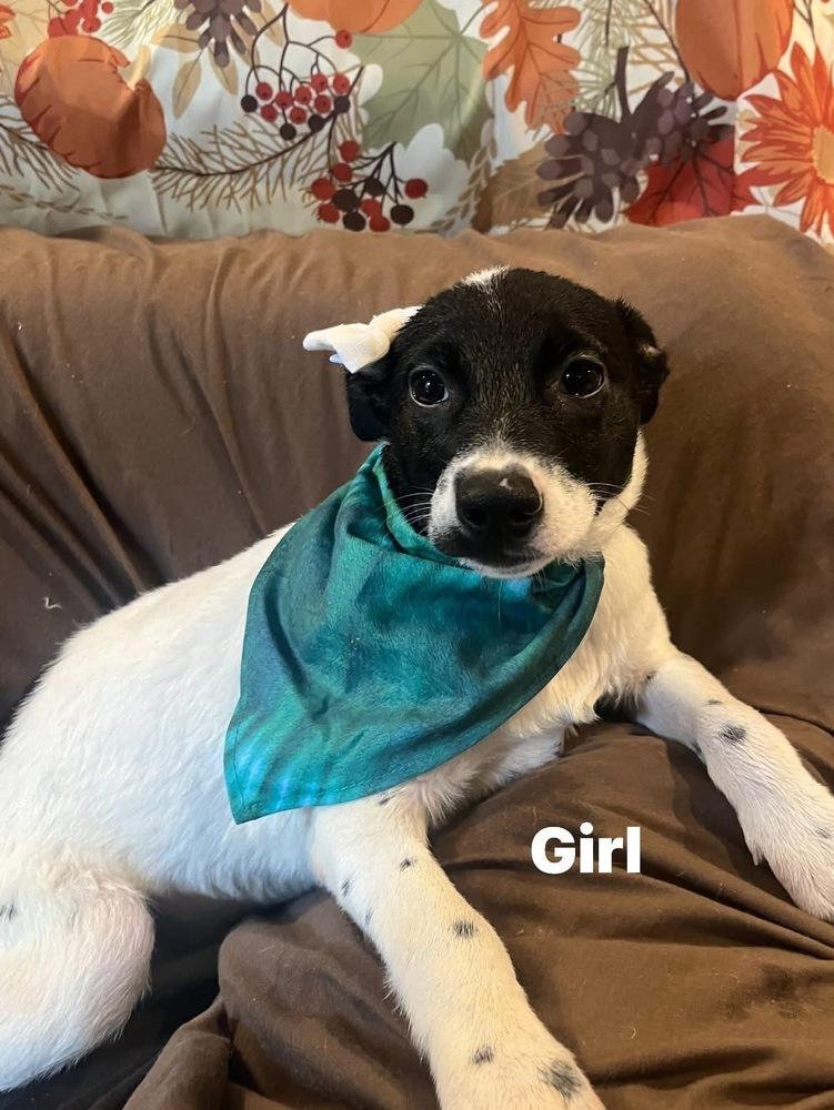 Smores, Adoptable, Puppy Female Mixed Breed.