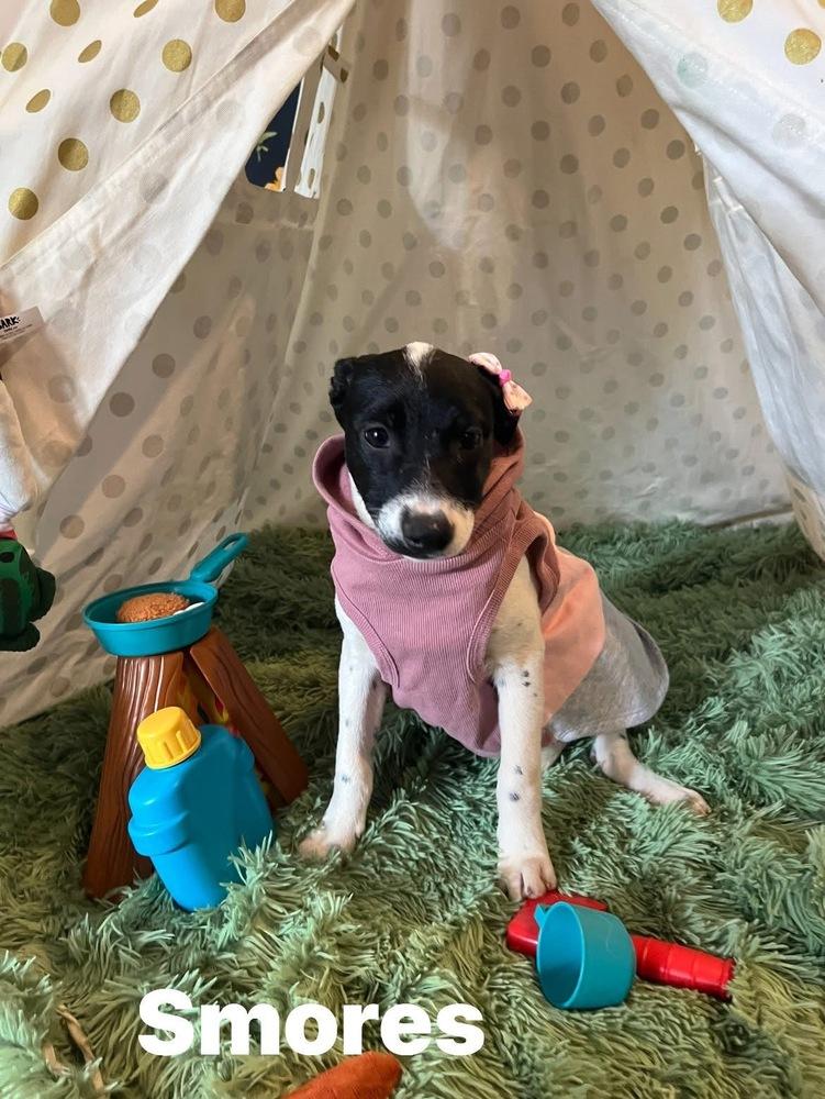 Smores, a Adoptable mixed breed in Scranton, PA image 2/2