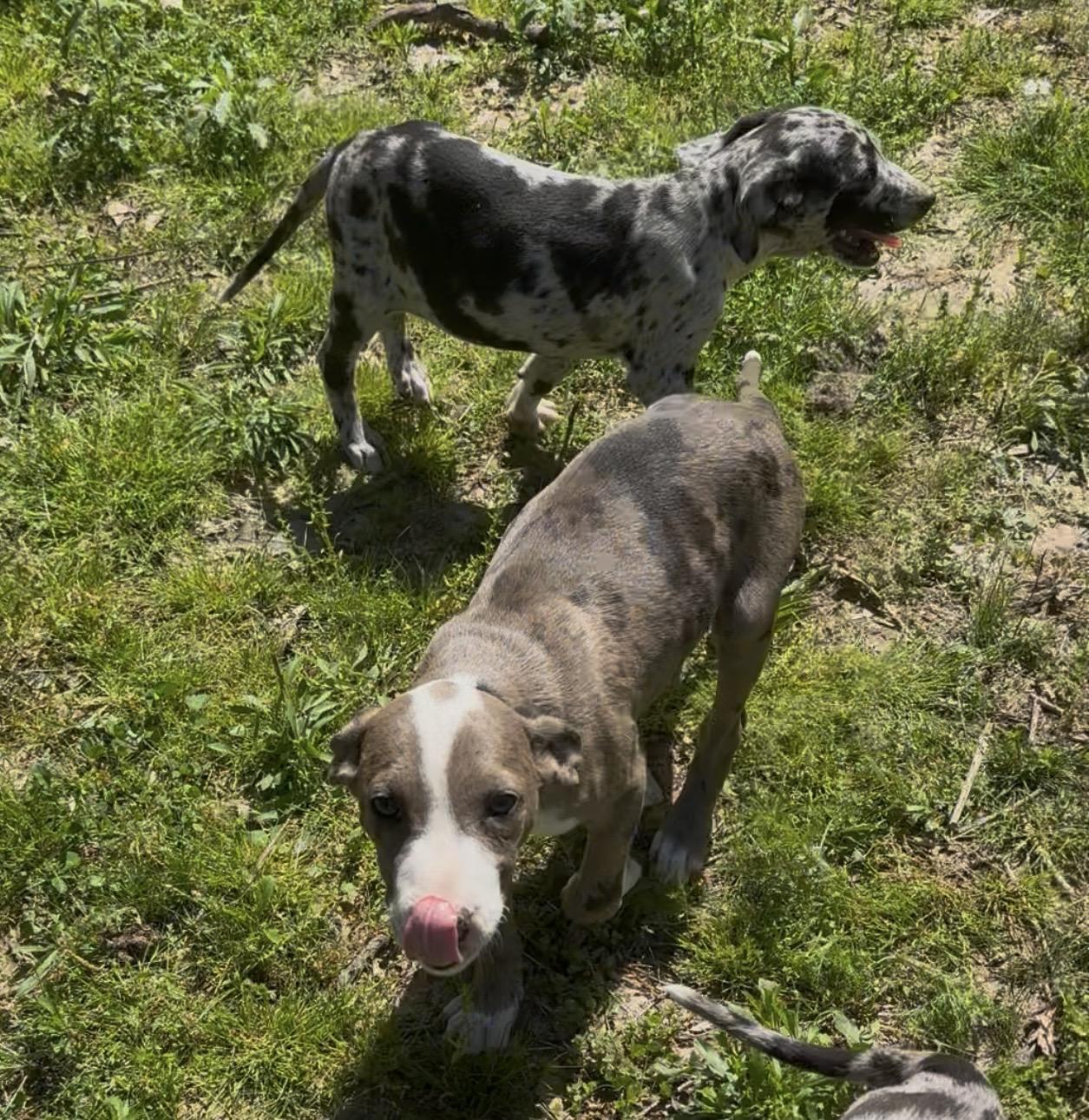 Enlarge Popsicle, a Adoptable mixed breed in Bedminster, NJ image 4/5