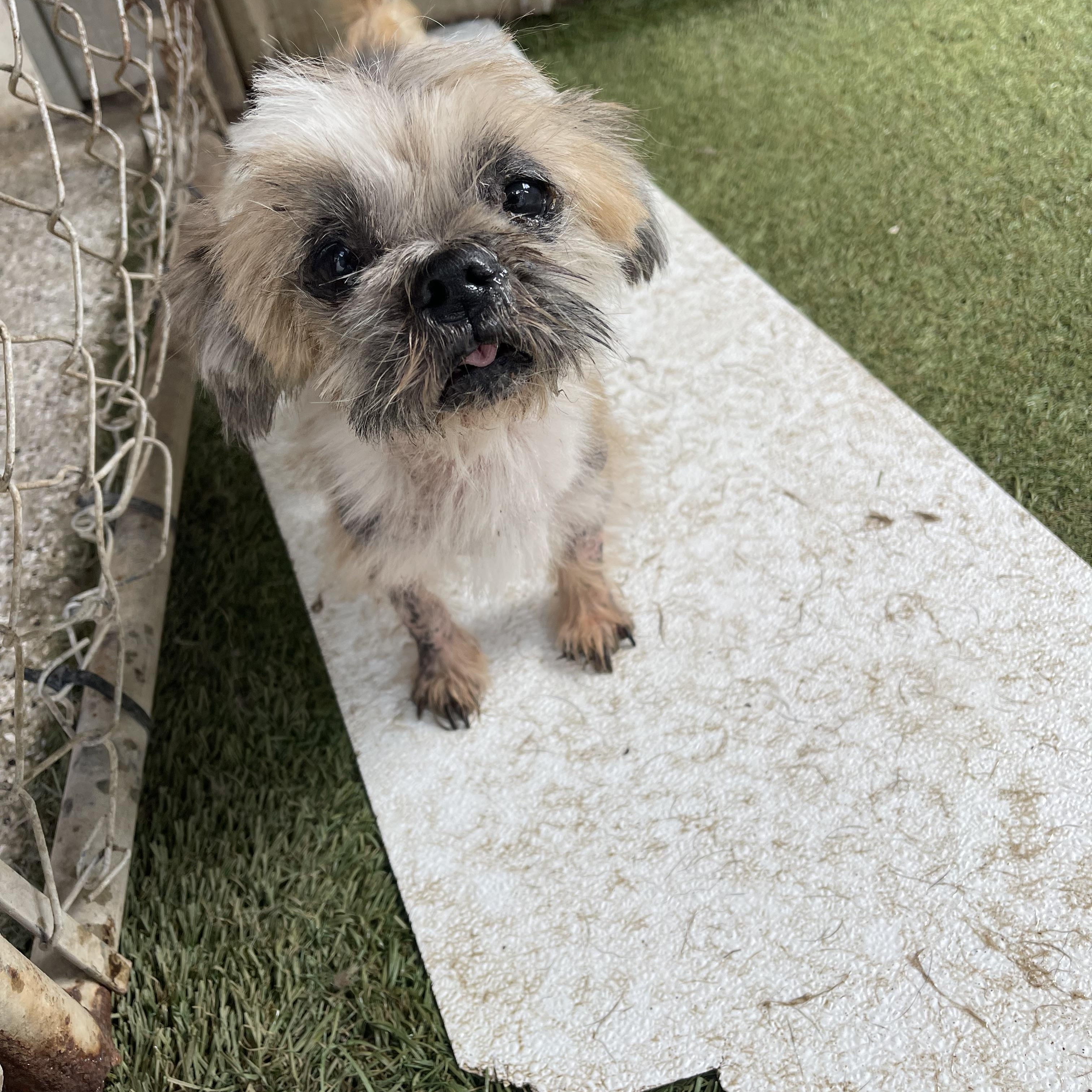 Enlarge Kingston, a Adoptable mixed breed in Baton Rouge, LA image 6/6