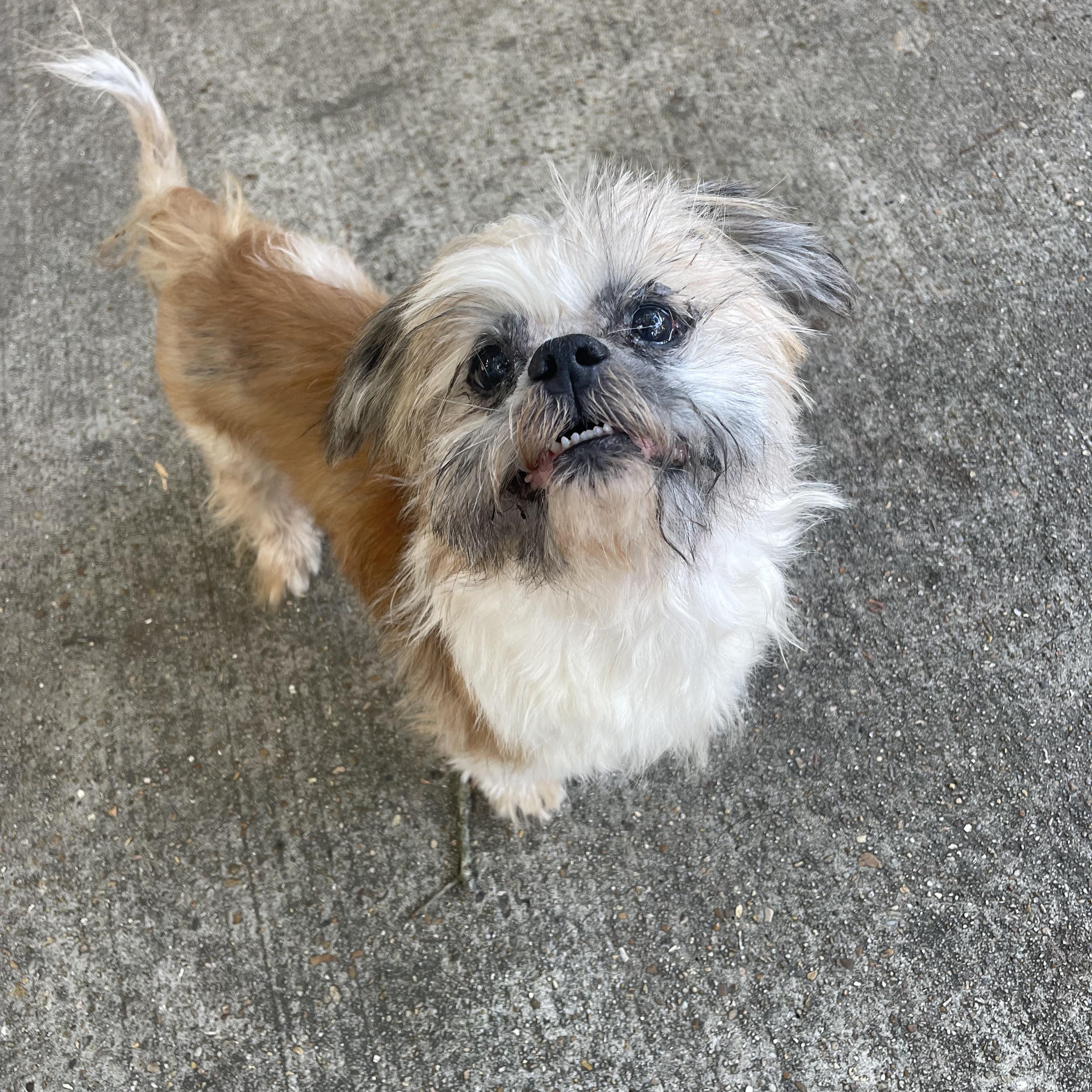 Kingston, Adoptable, Senior Male Shih Tzu.