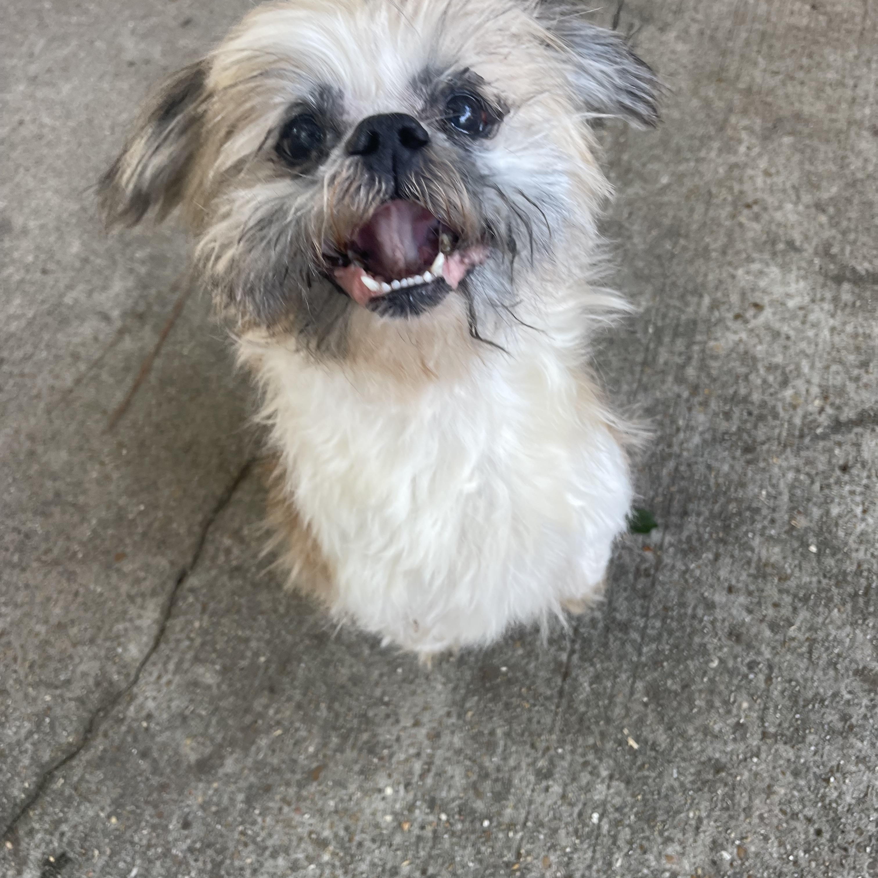 Enlarge Kingston, a Adoptable mixed breed in Baton Rouge, LA image 2/6