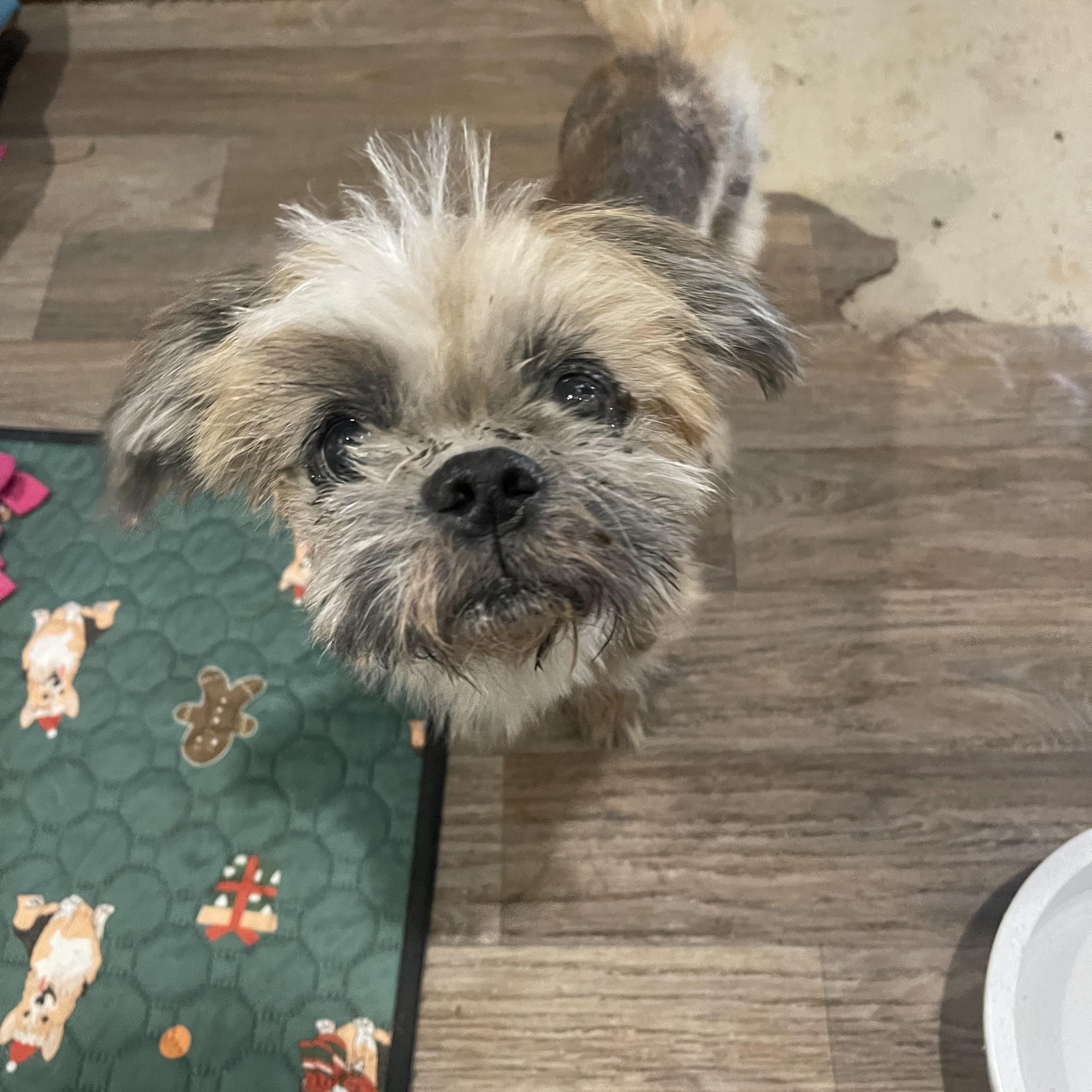 Enlarge Kingston, a Adoptable mixed breed in Baton Rouge, LA image 5/6
