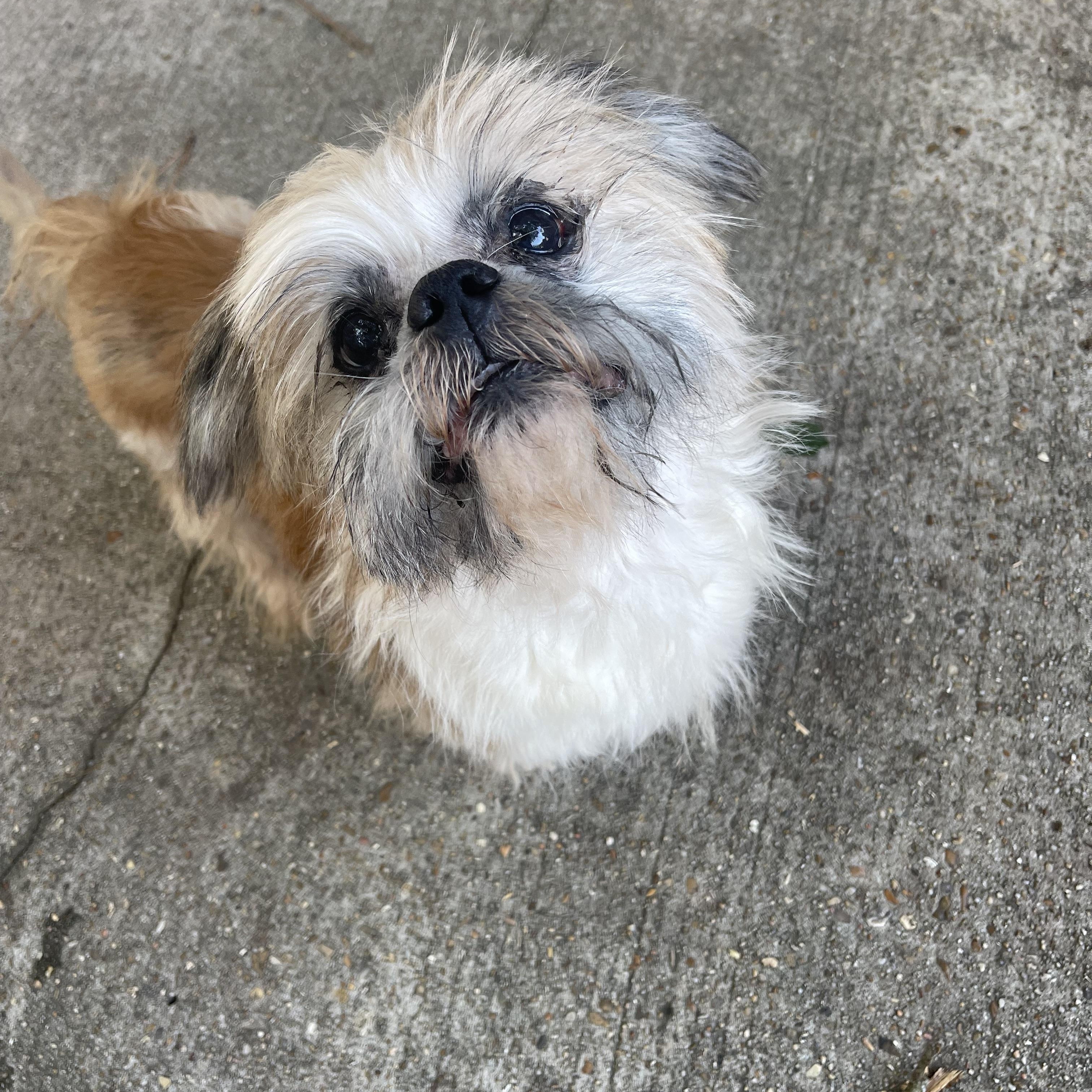 Enlarge Kingston, a Adoptable mixed breed in Baton Rouge, LA image 3/6