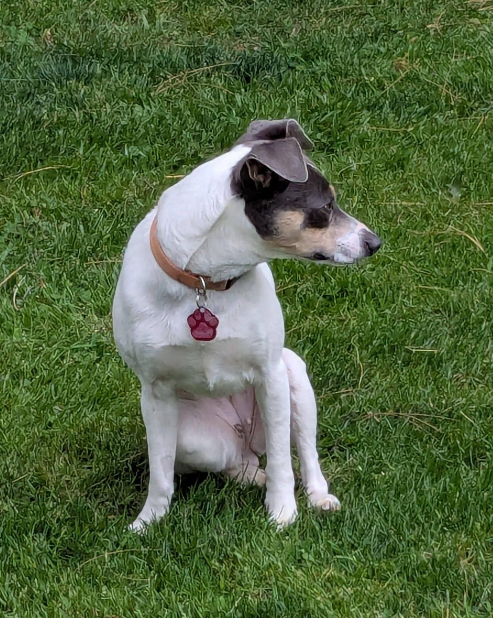 Enlarge Adelaide, a ADOPTABLE mixed breed in Clatskanie, OR image 1/6