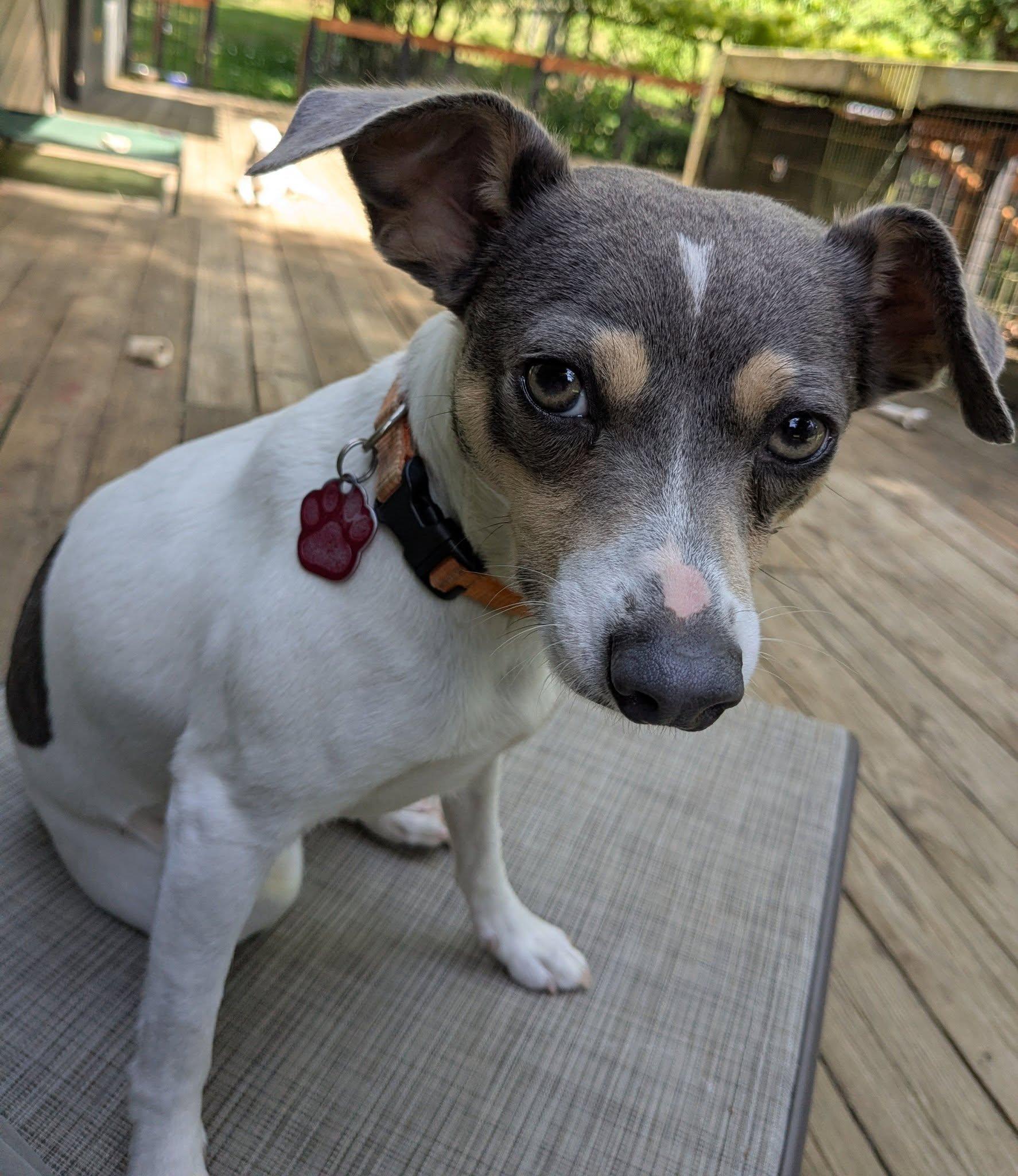 Enlarge Adelaide, a ADOPTABLE mixed breed in Clatskanie, OR image 1/6