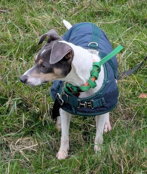 Enlarge Adelaide, a ADOPTABLE mixed breed in Clatskanie, OR image 5/6