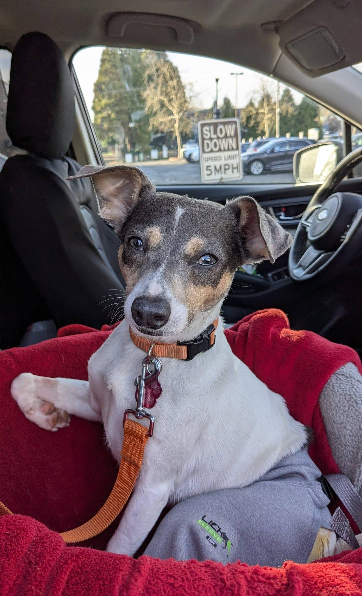 Enlarge Adelaide, a ADOPTABLE mixed breed in Clatskanie, OR image 6/6
