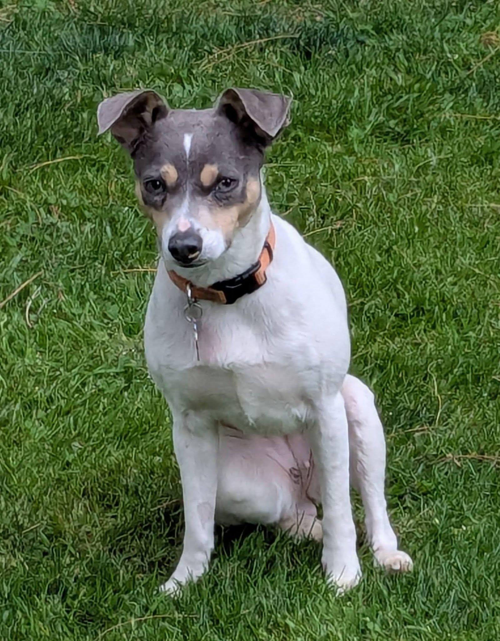 Enlarge Adelaide, a ADOPTABLE mixed breed in Clatskanie, OR image 4/6